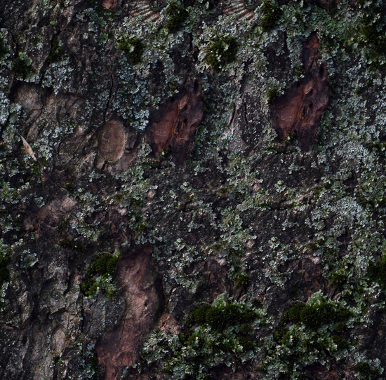 Seamless Tree Bark