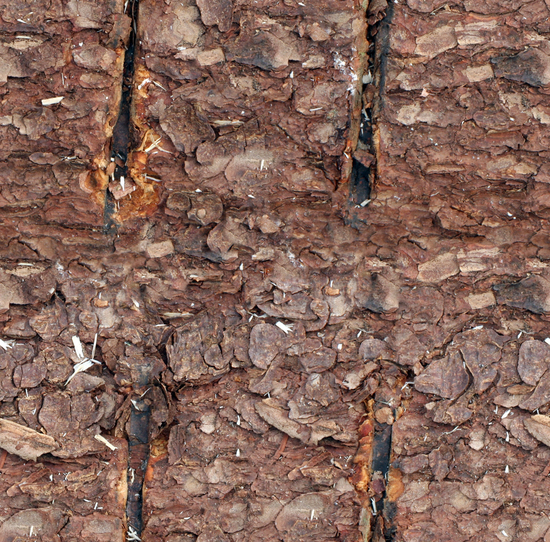 Seamless Tree Bark