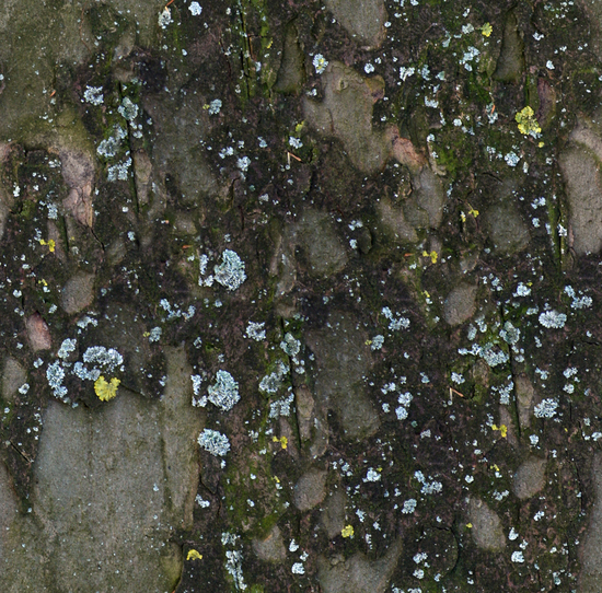 Seamless Tree Bark