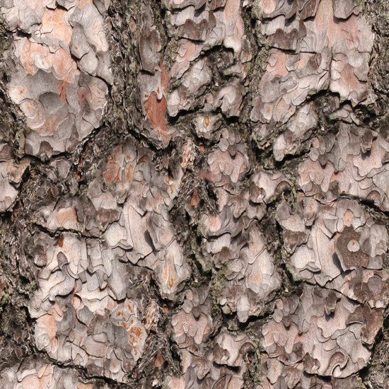 Seamless Tree Bark