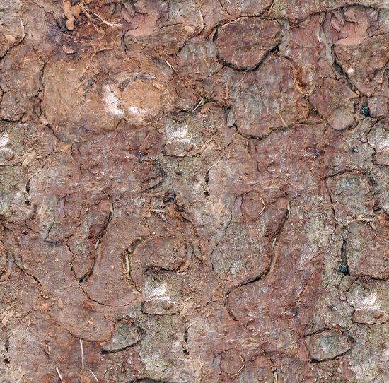 Seamless Tree Bark