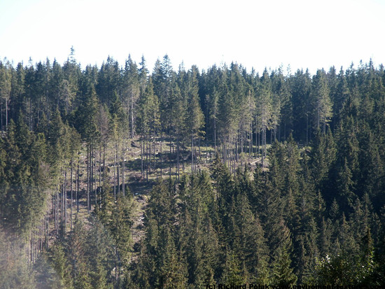 Background Forests