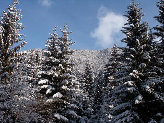 Natures Winter