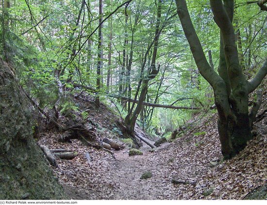 Background Forests