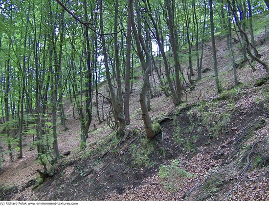 Background Forests