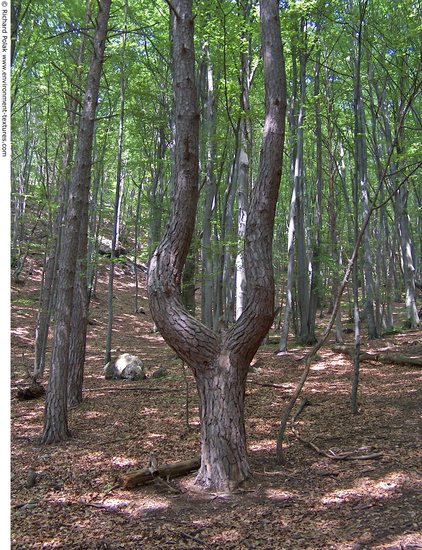 Background Forests