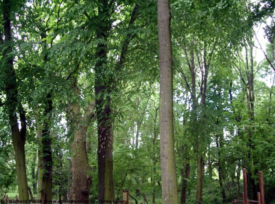 Background Forests