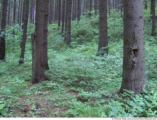 Background Forests