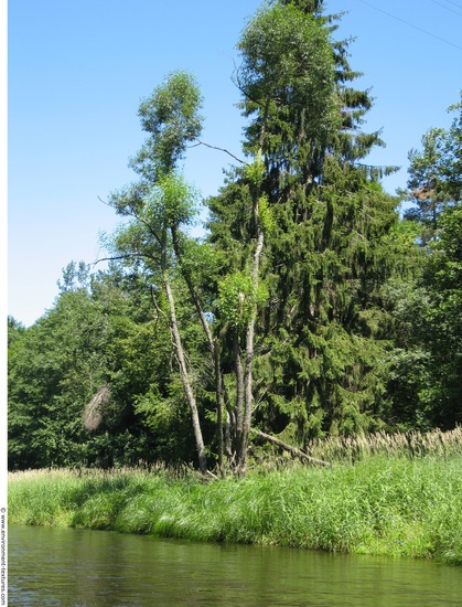 Background Forests