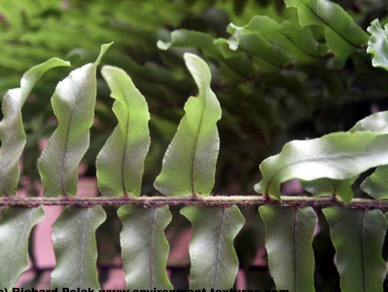 Leaves