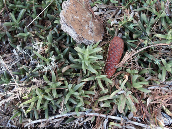 Groundplants