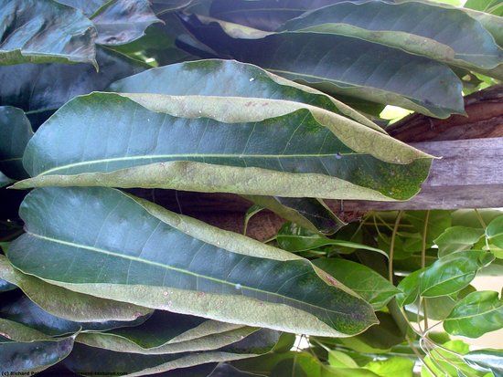 Leaves