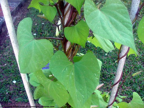 Leaves