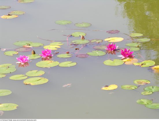 Waterplants