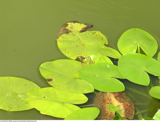 Waterplants