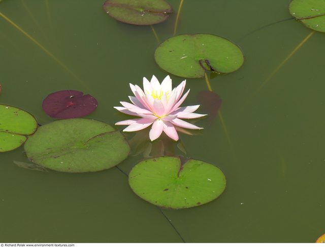 Waterplants