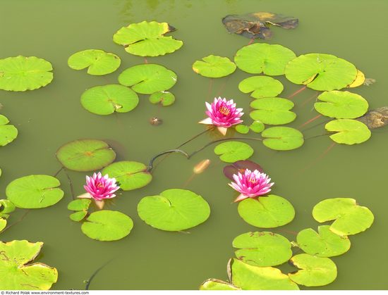 Waterplants