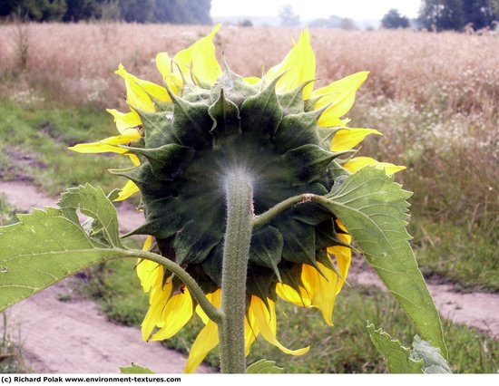 Plant Fields