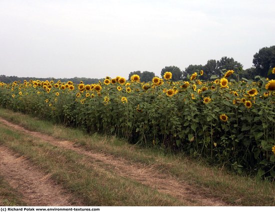 Plant Fields