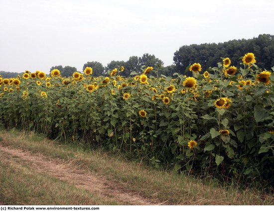 Plant Fields