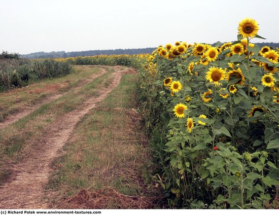 Plant Fields