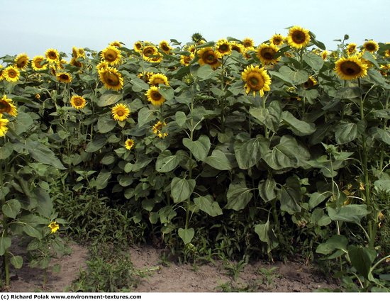 Plant Fields