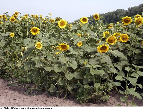 Plant Fields