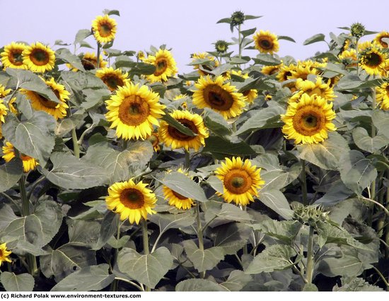 Plant Fields