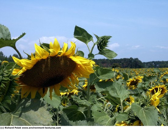 Plant Fields