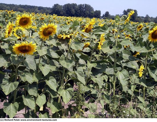 Plant Fields