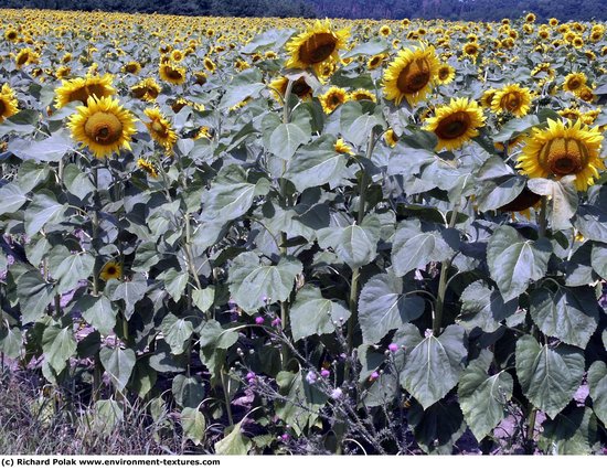 Plant Fields