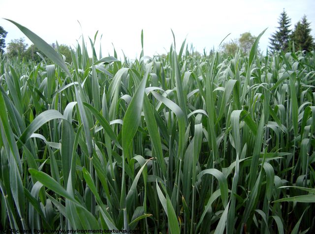 Plant Fields