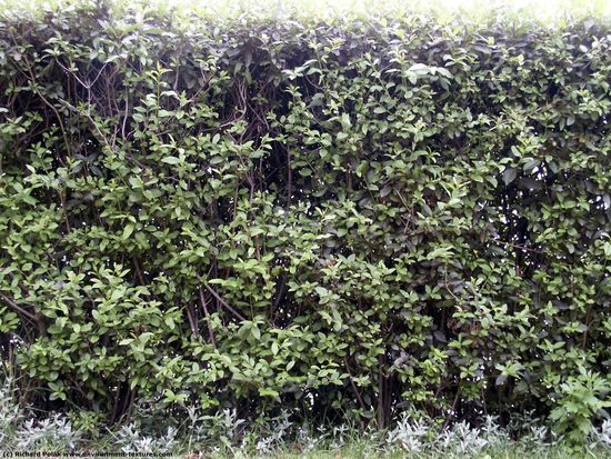 Hedges