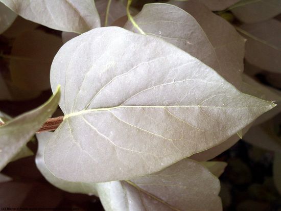 Leaves