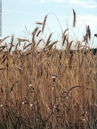 Plant Fields