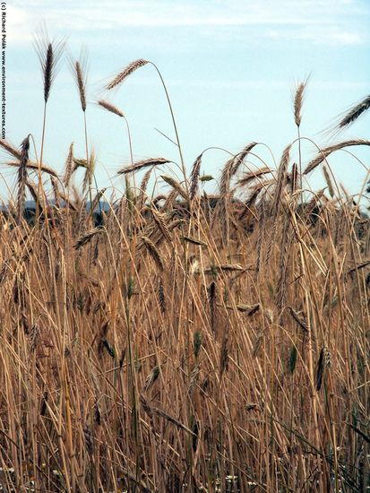 Plant Fields