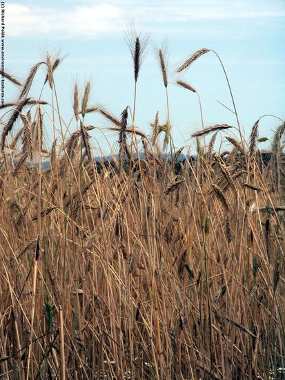 Plant Fields