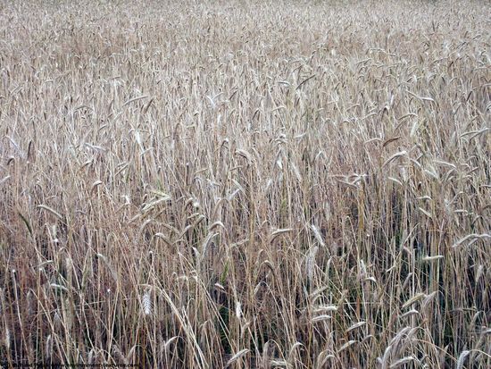 Plant Fields