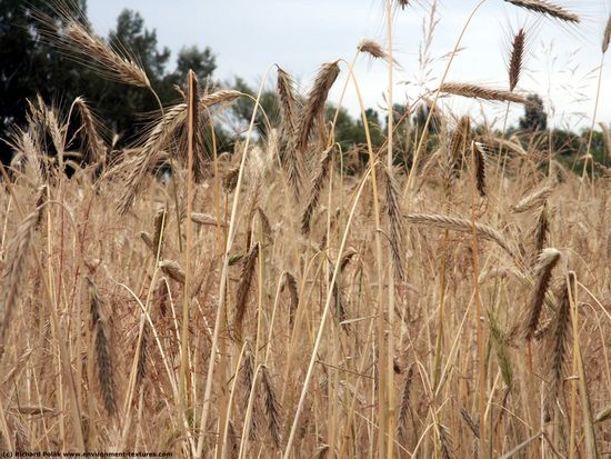 Plant Fields