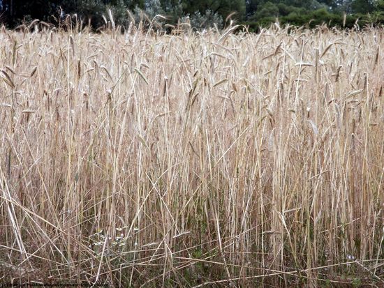 Plant Fields