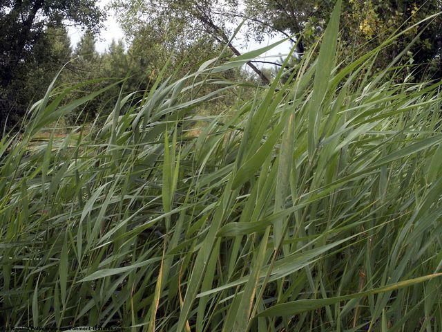 Grass Tall