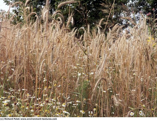 Plant Fields