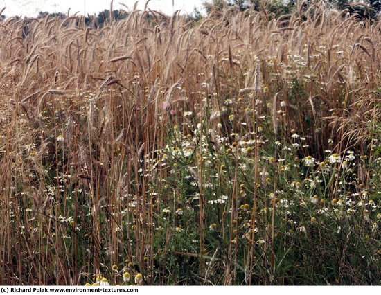 Plant Fields