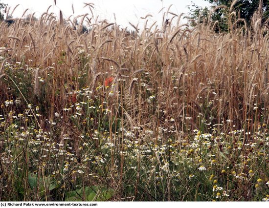 Plant Fields