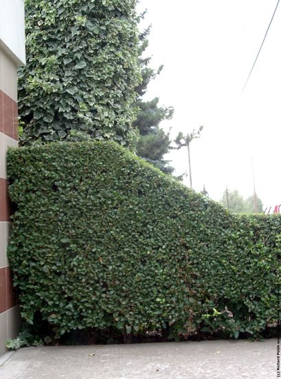 Hedges