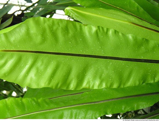 Leaves