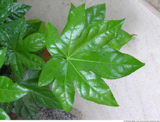 Leaves