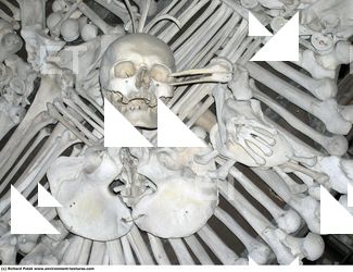 Photo Reference of Bones