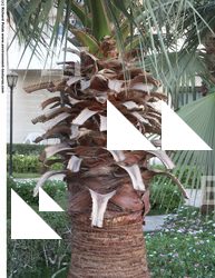 Palm Trunk