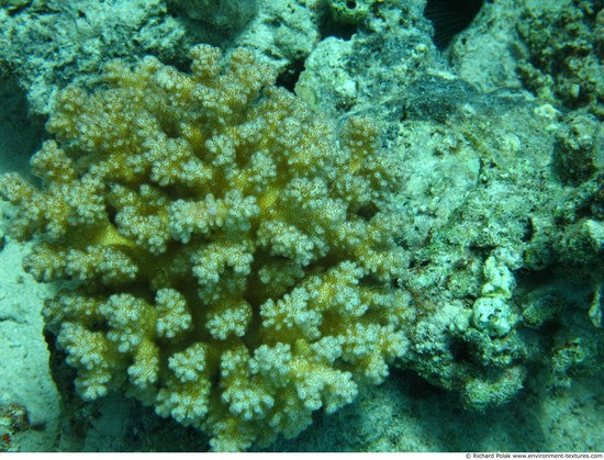 Corals